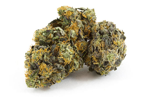 Black-Domina-Indica-1.jpg Black Domina Indica - Image 1