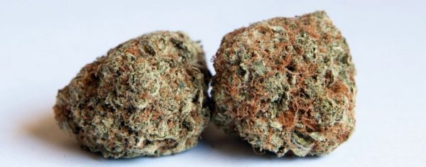 Mango-Kush-Marijuana-Strain-600x235-1.jpg Mango Kush Marijuana Strain - Image 1